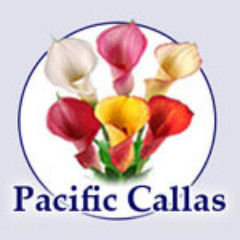 Pacific Callas